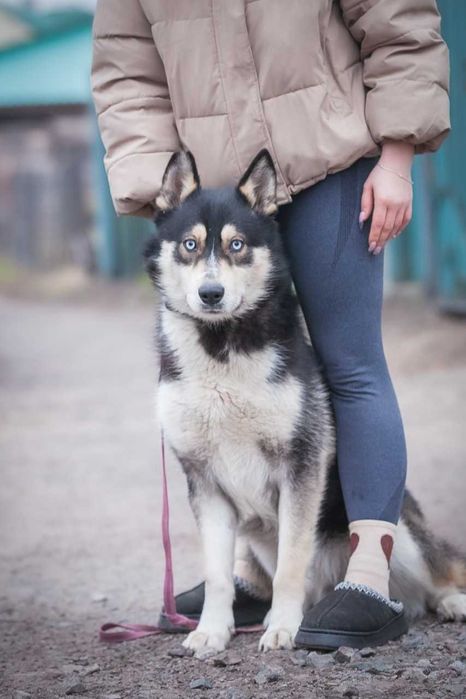 Хлопчик, метис хаскі