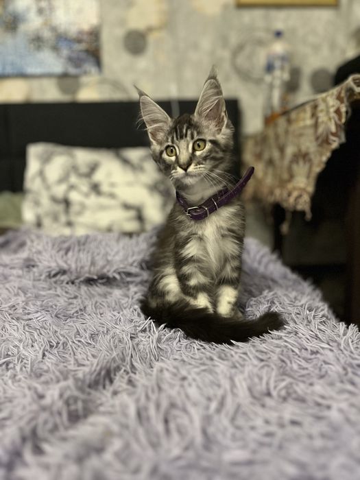 Котята мейн куны