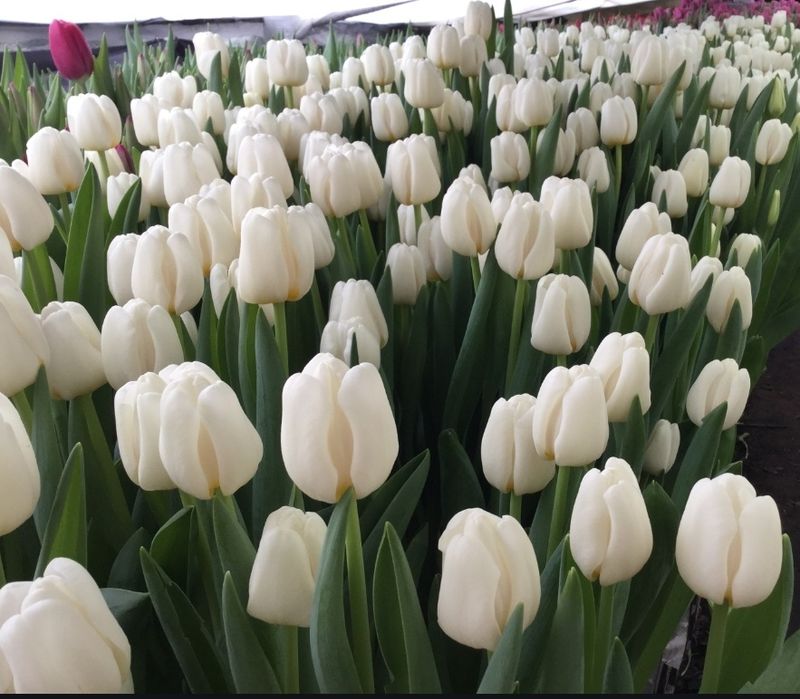 Тюльпани оптом/ зріз тюльпанів Вінниця/ тюльпан опт