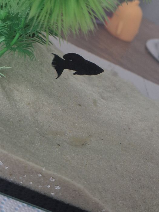 Oddam dwie Molinezje