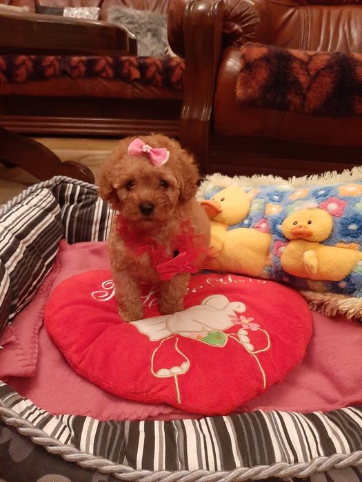 Maltipoo piękna mini cudowna czerwona ksiezniczka