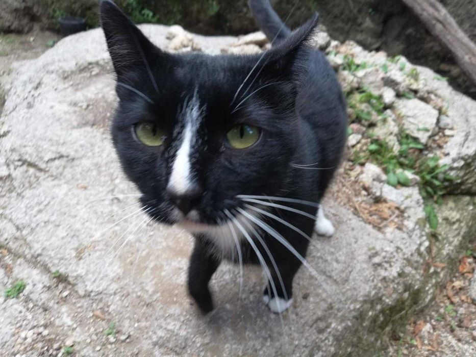 Gato para adoção responsável