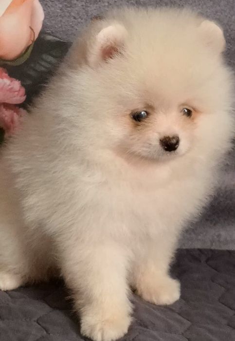 Померанчик,чудовий хлопчик