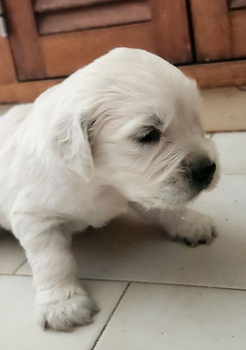 Golden Retriever com LOP