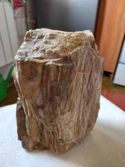 Продам окаменелое дерево из коллекции