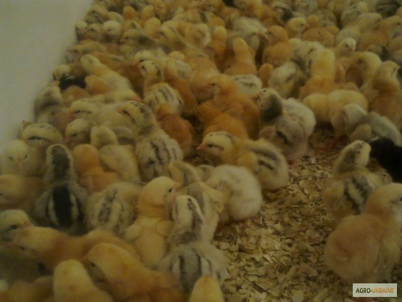 Курчата іспанка та інші