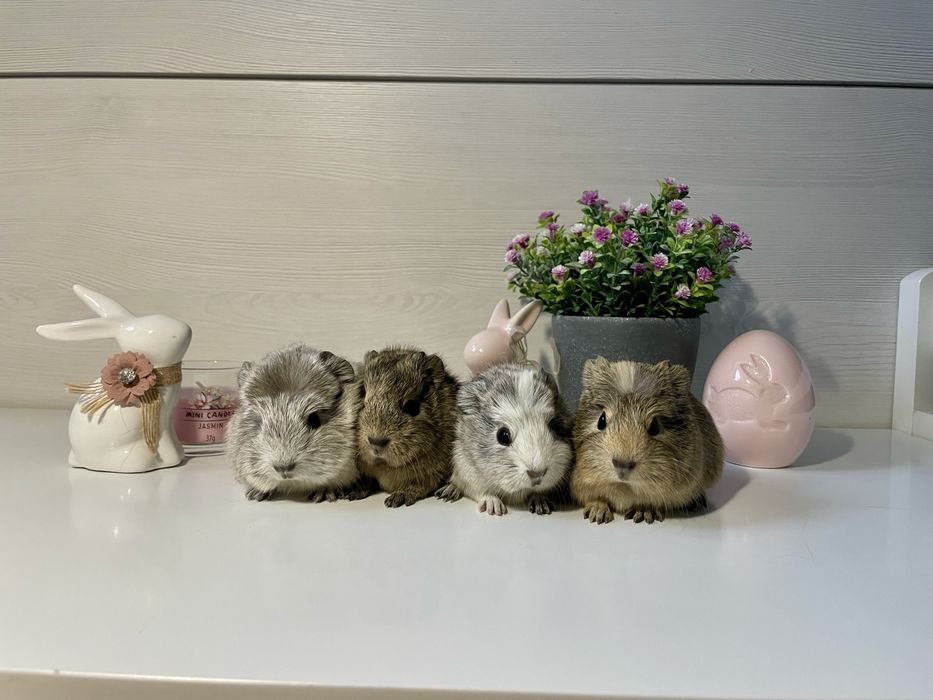 WYJĄTKOWA Świnka Morska Coronet Gładkowłosa Samica Samiec