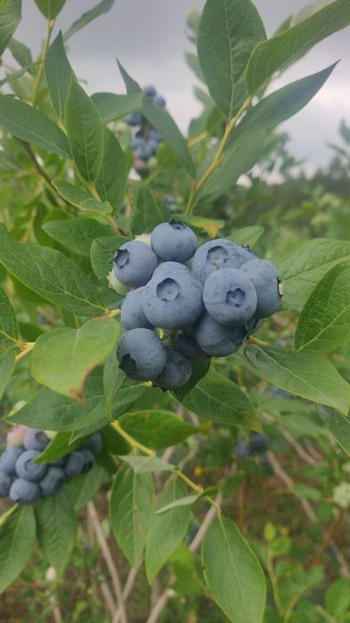 Plantas mirtilo variedade Duke