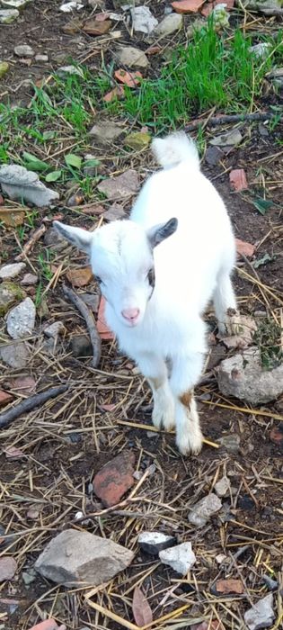 Chibinho anão, Puro 
com quase dois meses
Pais á vista
Não fazemos ent