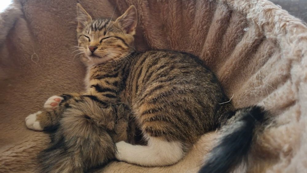 Pomponik, trzymiesięczny mslutki kocurek do adopcji!