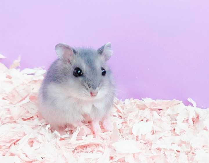 Джунгарики, хомячки, хомячата, хомяки джунгарские, карликовые, хомяк