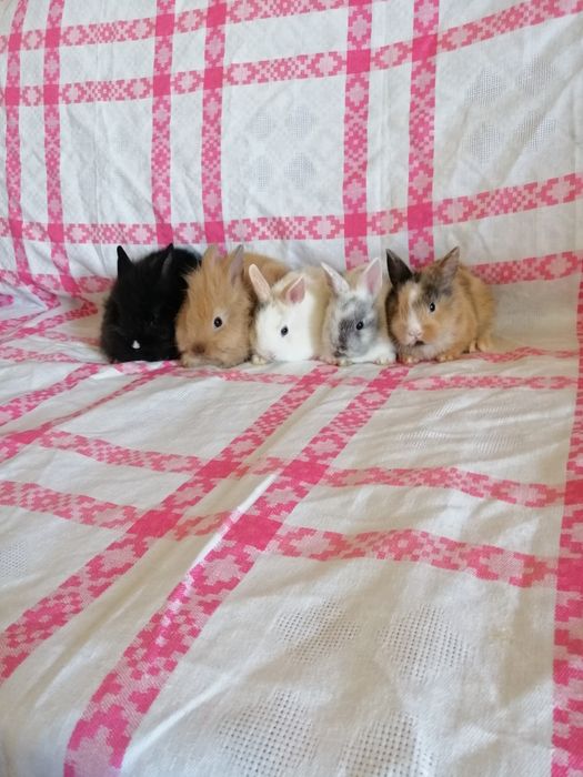 Króliczki karzełki króliki miniaturki