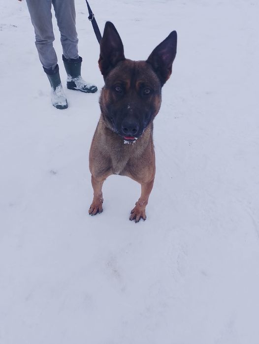 Oddam za darmo owczarek belgijski