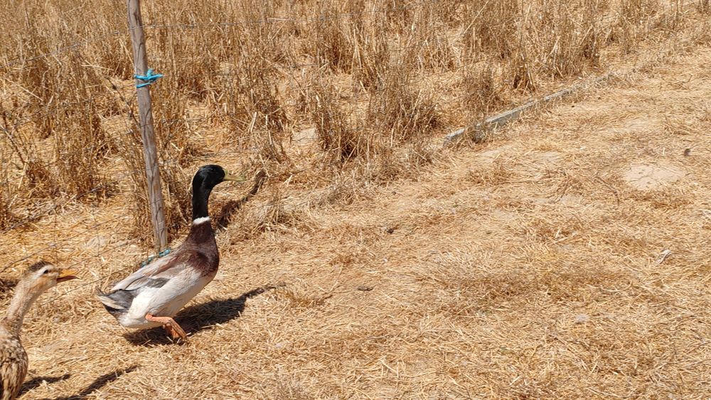 Ovos Patos jardim juvenis ornamentais