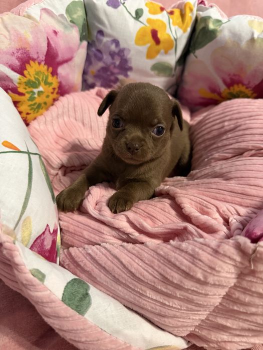 Dziewczynka chihuahua krótkowłosa