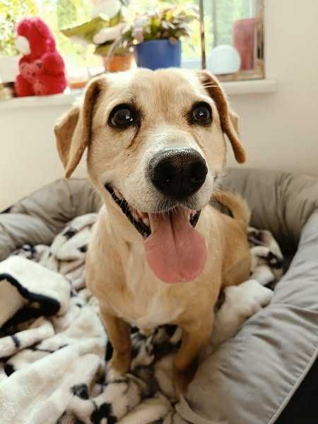 Tobi poleca się do adopcji