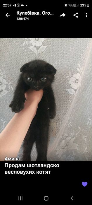 Продам шотландско весловухих котят