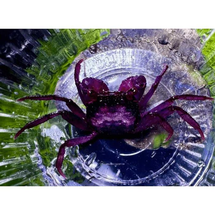 Caranguejo Vampiro - Geosesarma diferentes espécies Paludário Vivário