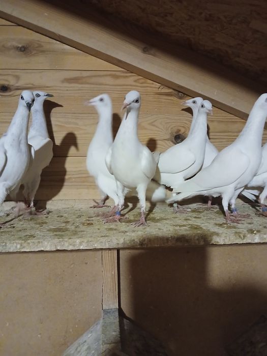 Gołębie i gołębnik