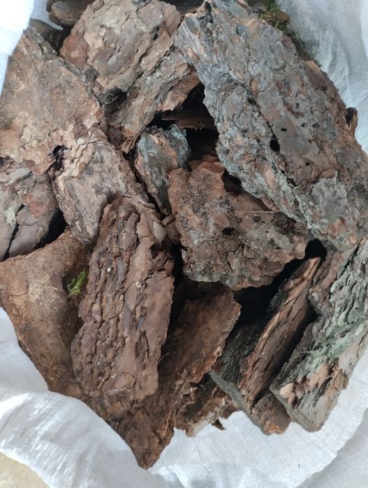 Kora                         .