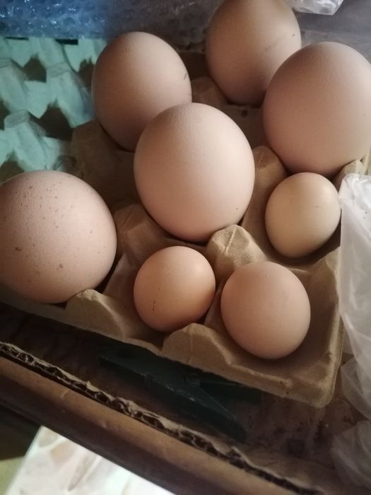 Ovos de pavão e codernis, aná e normal, conforme a descrição no anúncio