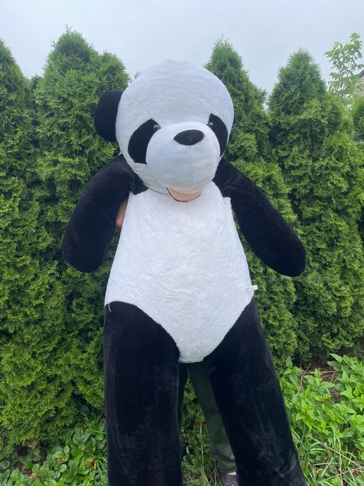 Miś Panda 2 metry