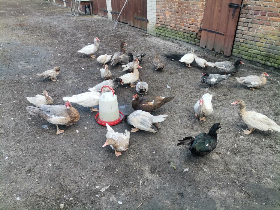 Kaczki francuskie pełnobarwne