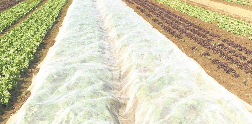 12,65x100m P30 Agrowłóknina okryciowa na przymrozki SZYJEMY NA WYMIAR