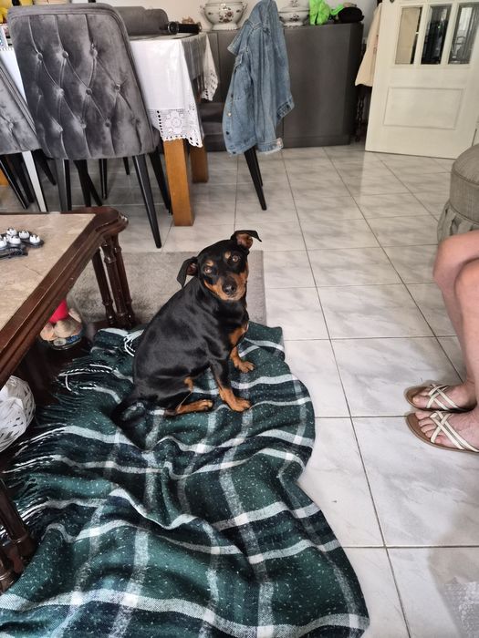 Cão pincha 3 com pedigri  dá se a quem garanta  estimação