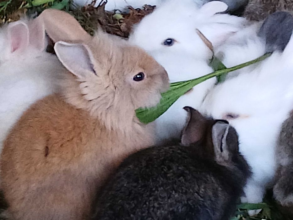 Coelhos lindos anões