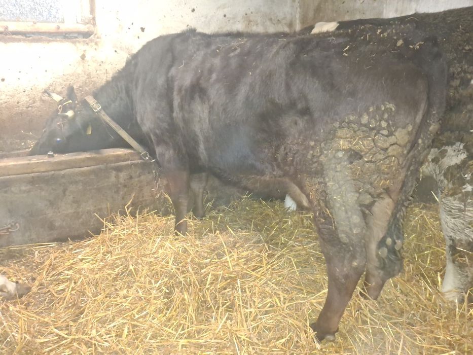 Krowa i Jalowka sprzedam