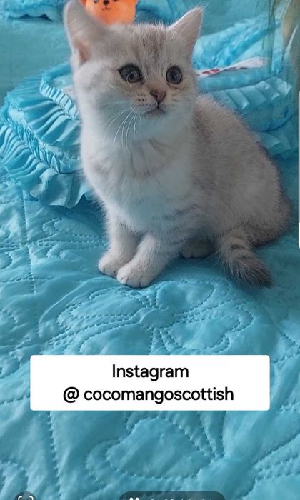Скоттиш страйт/шотландский котенок девочка/ шиншилла из питомника