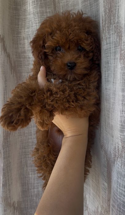 Poodle toy VIP mini