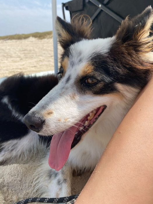 Cadela Border Collie 1 ano para adoção