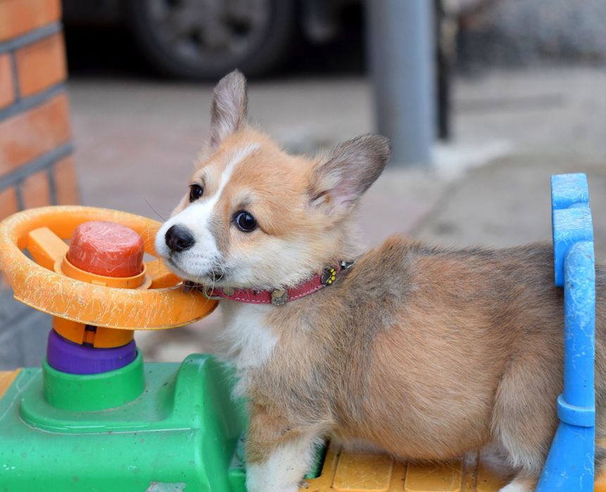 Чудові цуценята Вельш Коргі Пемброк. Рудо-білі.