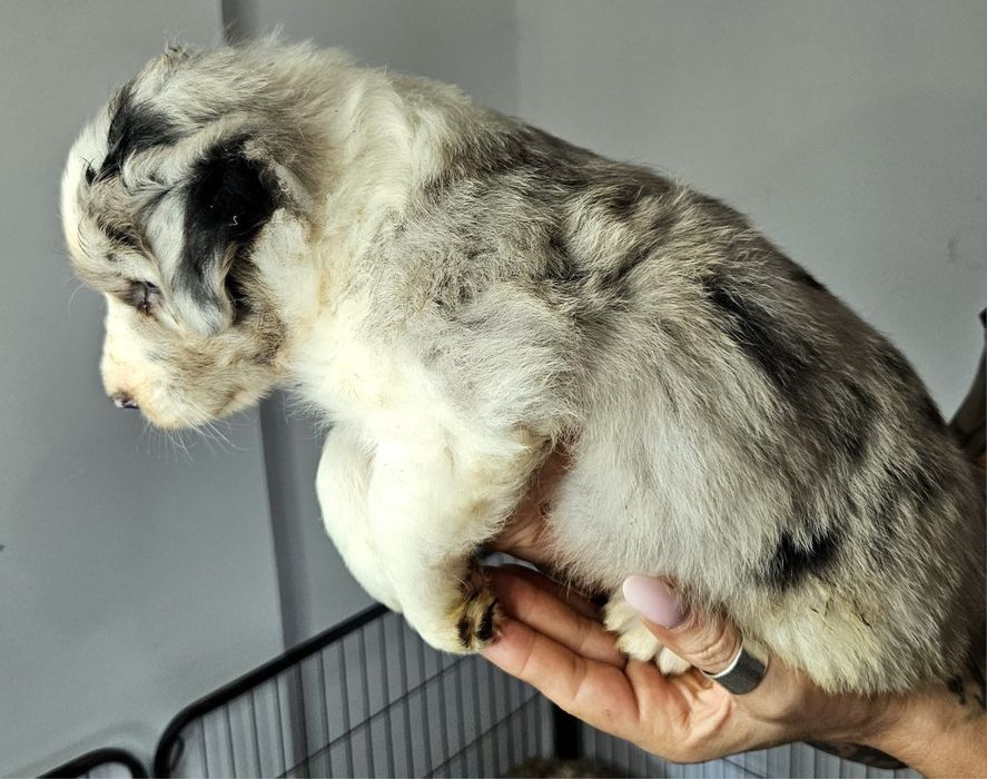 Piesek Border Collie ZKwP FCI błękitnooki