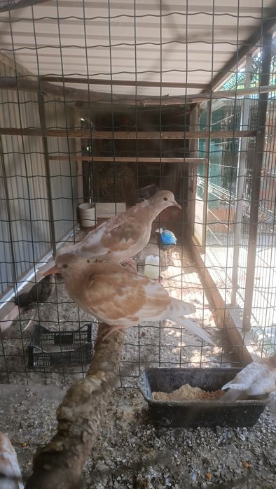 Pombos arcanjo e rolas.