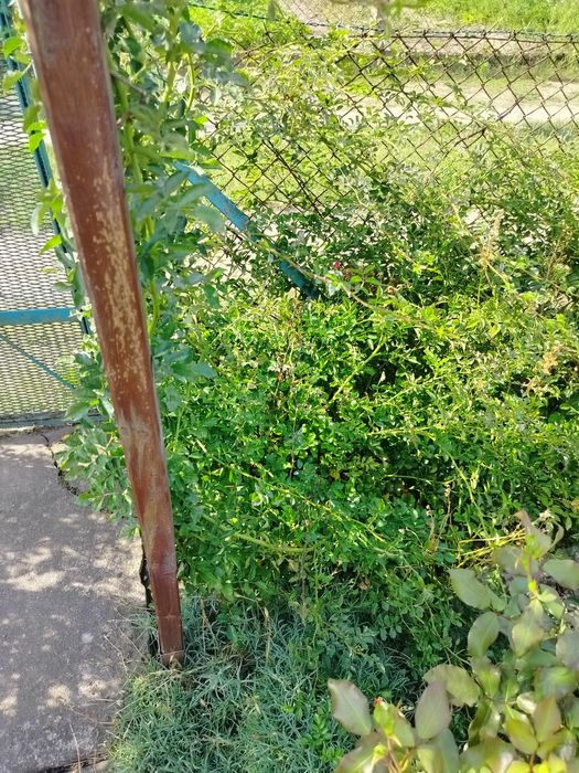 Róża pienna różowa duże sadzonki