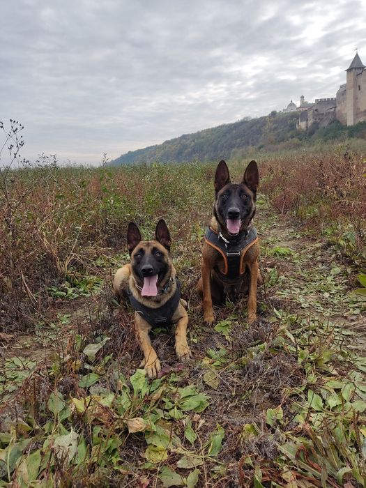 Вязка кобель малинуа