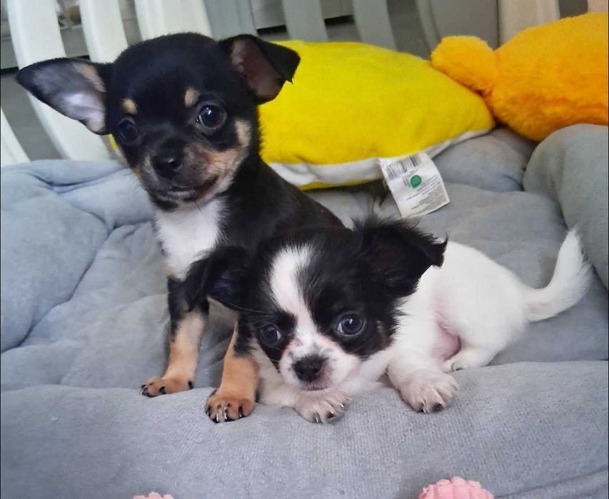 Chihuahua szczeniaki z rodowodem