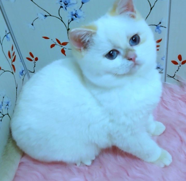 Плюшевый мальчик колорная золотая шиншилла