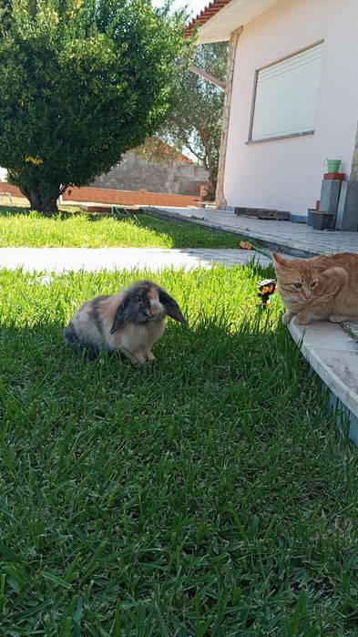 Coelhos bebes para venda