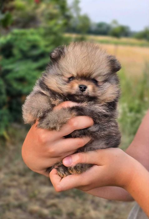 xxs księżniczka - Szpic miniaturowy -pomeranian