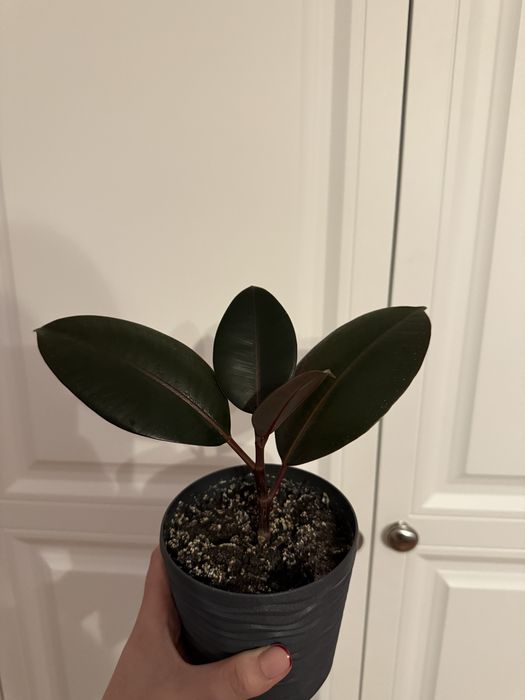 Фікус каучуковий вазон кімнатна рослина