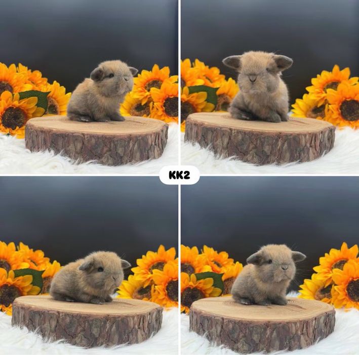 Króliki Mini Lop