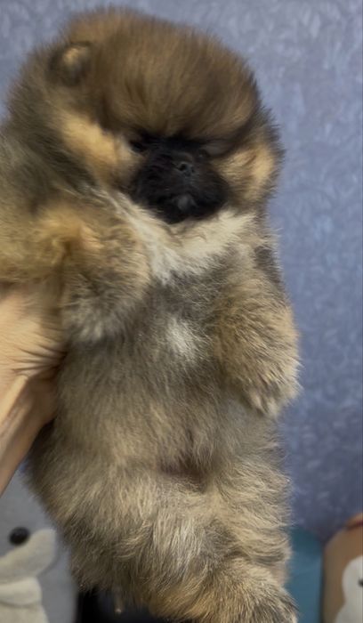 Померанський шпіц