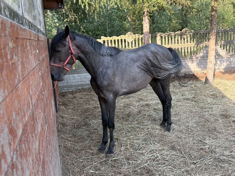 Siwy Ogier Małopolski 154 cm Sprzedaż/Zamiana