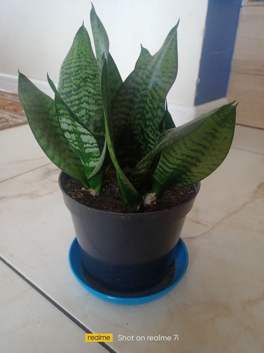 Sansewieria niska
