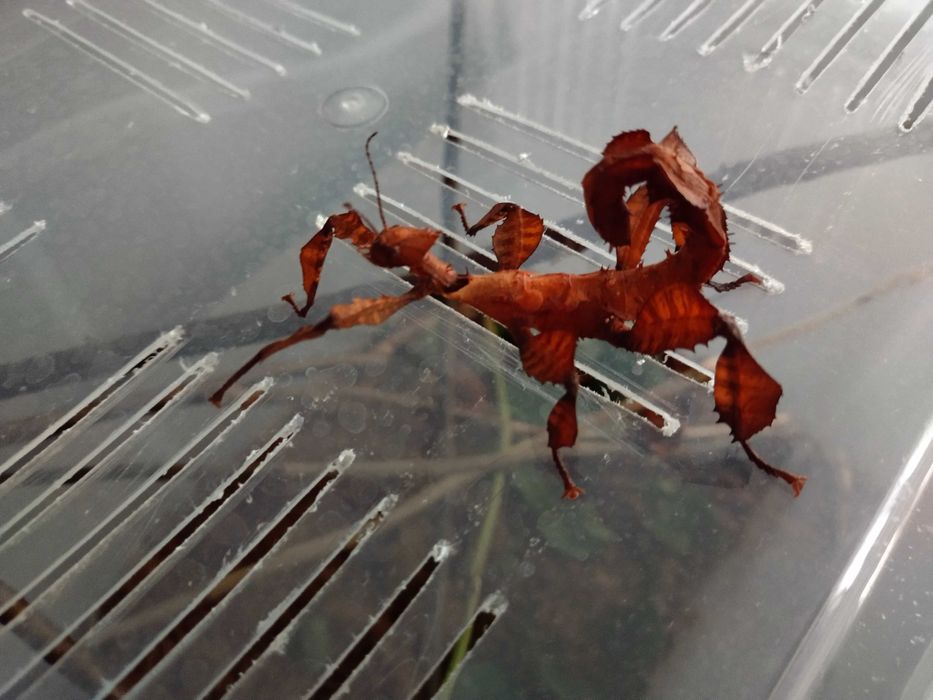 Jaja straszyków australijskich