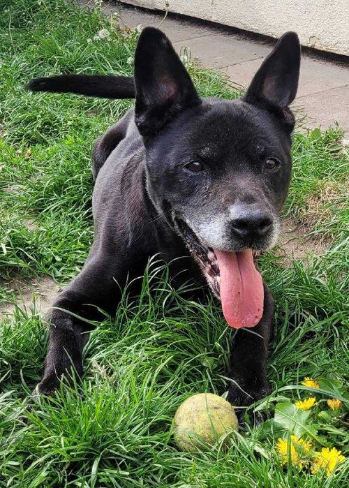 Wesoły, bezproblemowy Lizak szuka domu